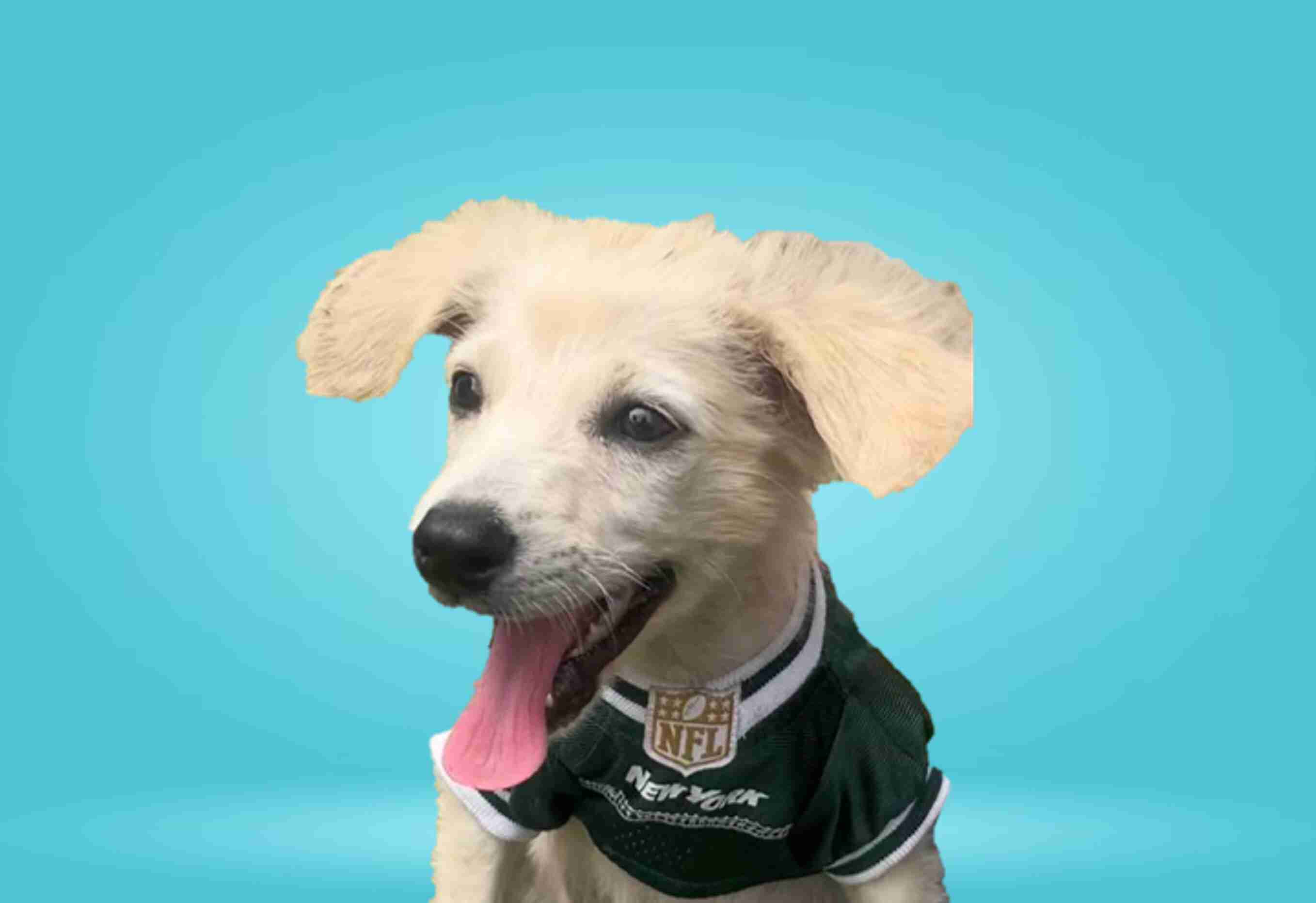 Perro feliz