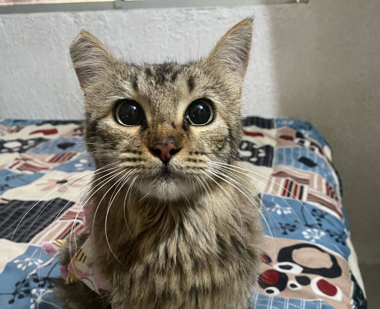 Voluntario con perro